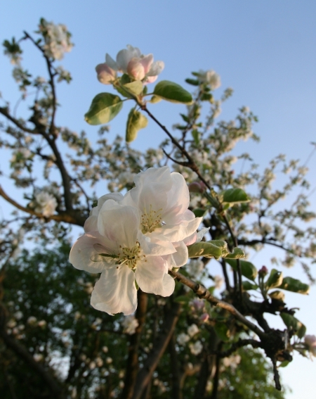 Apfelblüte 2011