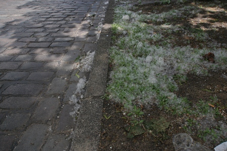 Unwetter in Berlin - Weiße Blüten fallen von den Bäumen