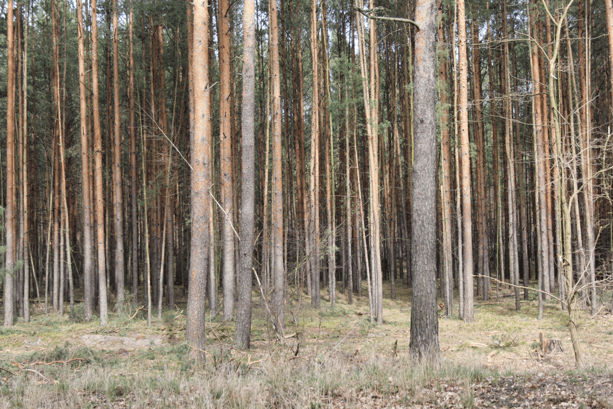 Den Wald vor lauter Bäumen