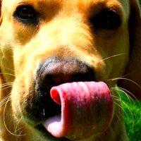 Ein Labrador steckt die Zunge raus