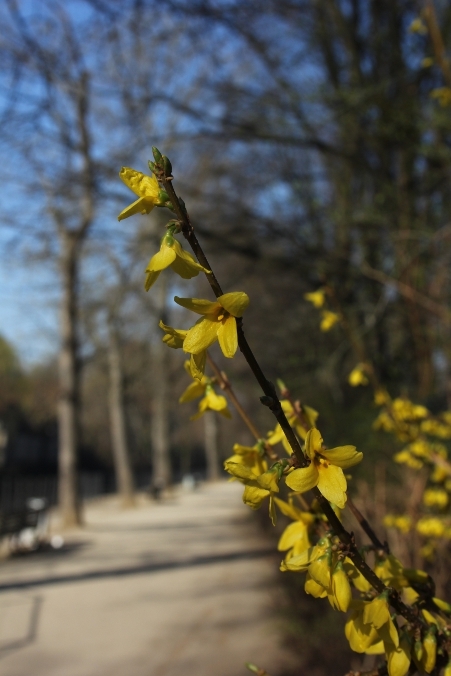 Gelbe Blüten im Frühjahr