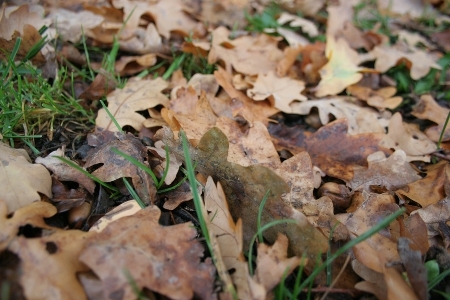 Blätter am Boden