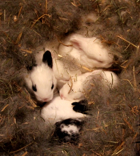 Junge Kaninchen