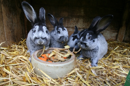 Kaninchen fressen Karotten, Kartoffelschalen und Trockenfutter...