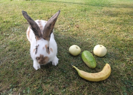 Kaninchen und Gesicht