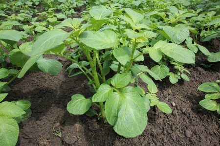Grüne Kartoffelpflanzen