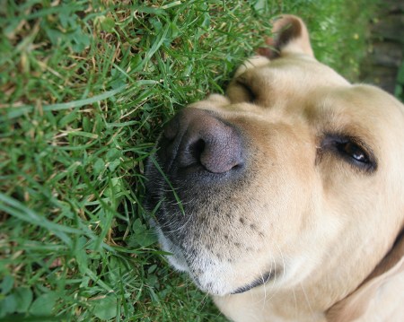 Foto: Labrador im Gras