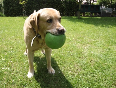 Labrador mit Ball im Maul
