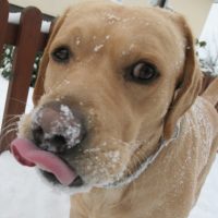 Winter 2010: Labrador plus Zunge...