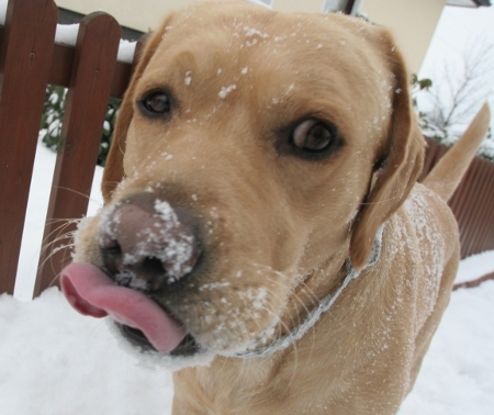 Winter 2010: Labrador plus Zunge...