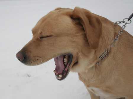 Der müde Labrador - Winterfoto 2010 