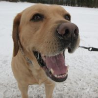 Labrador zeigt Zähne