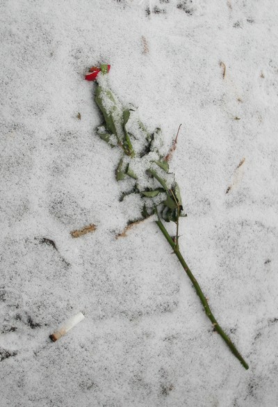 Rose im Schnee 