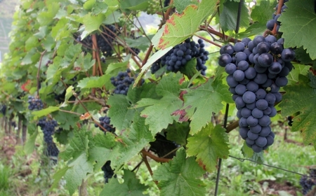 Blaue Weintrauben für den Rotwein