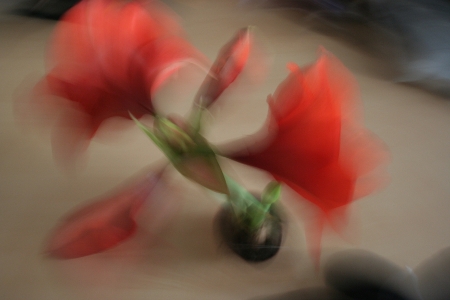 Mein Blütenfoto des Tages: Amaryllis