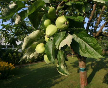 Apfelernte 2011
