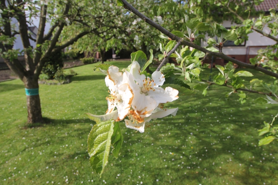 Apfelblüte im Garten 