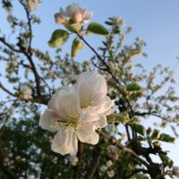 Apfelblüte 2011