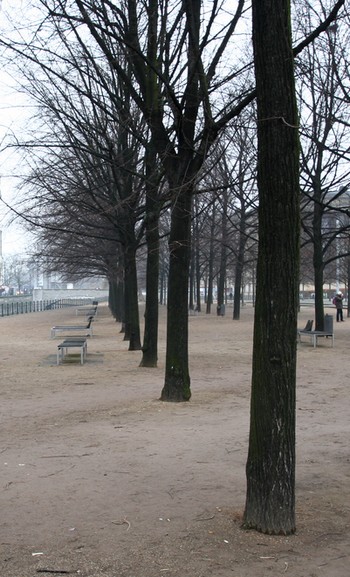 Bäume vor dem Berliner Dom