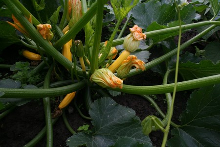 Gemüse 2009