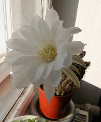 Weiße Kaktus-Blüte