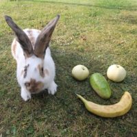 Kaninchen und Gesicht