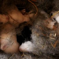 Nest mit neun kleinen Kaninchen
