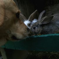 Der alte Labrador und das junge Kanichen
