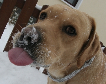 Labrador im Schnee 