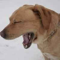 Der müde Labrador - Winterfoto 2010