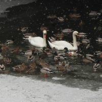 Berliner Winter - Schwäne und Enten auf dem Landwehrkanal