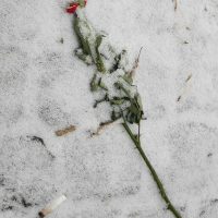 Die rote Rose im Schnee