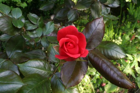 Die rote Rose 2009