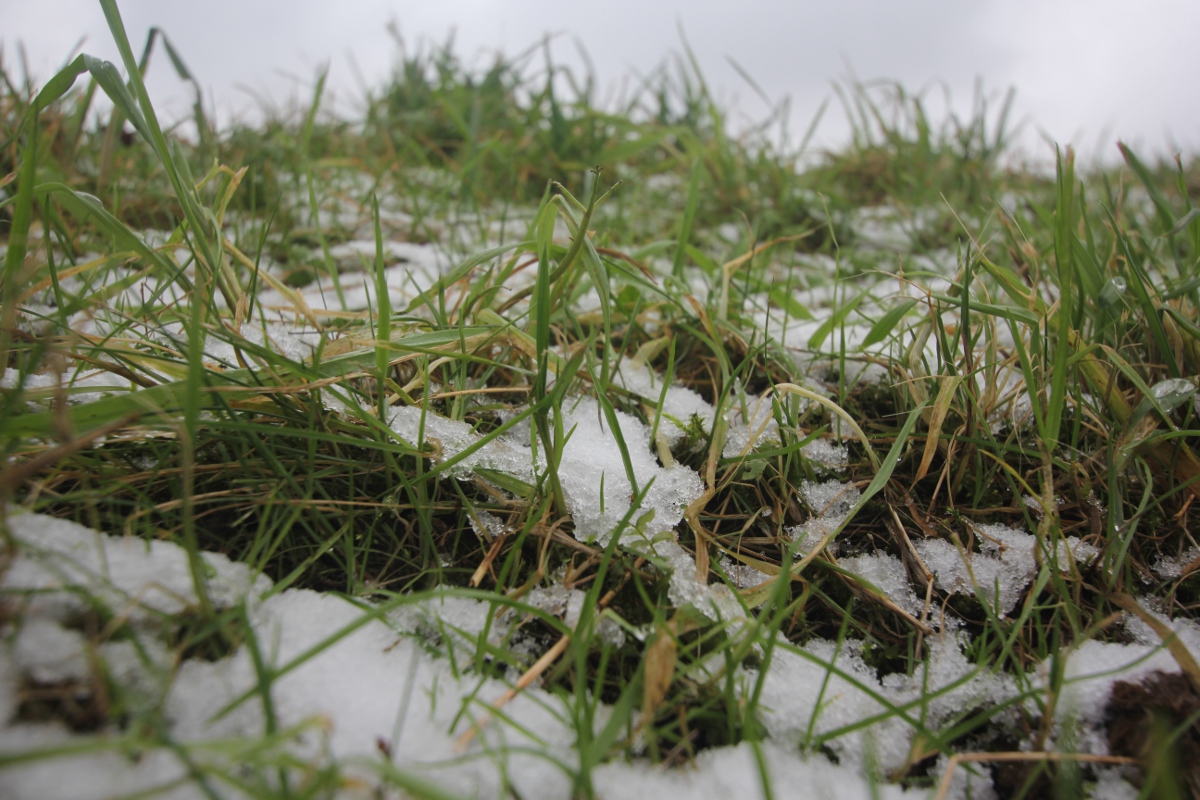 Schnee im Grass