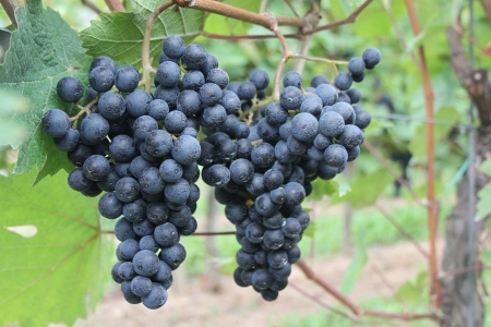 Spätburgunder-Weintrauben an der Mosel