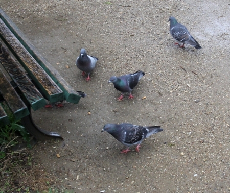 Berlin: Tauben vor der Parkbank