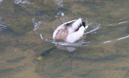 Die Taucher-Ente in der Osnabrücker Hase 