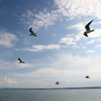 Vogelfrei über dem Bodensee