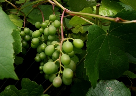 Weintrauben im Osnabrücker Land