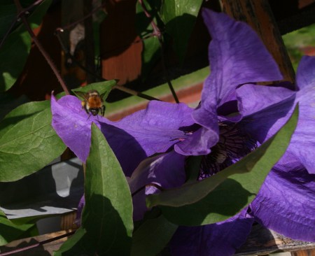 Fliege, Wespe oder Biene - Die lila Blume und ein Insekt... 